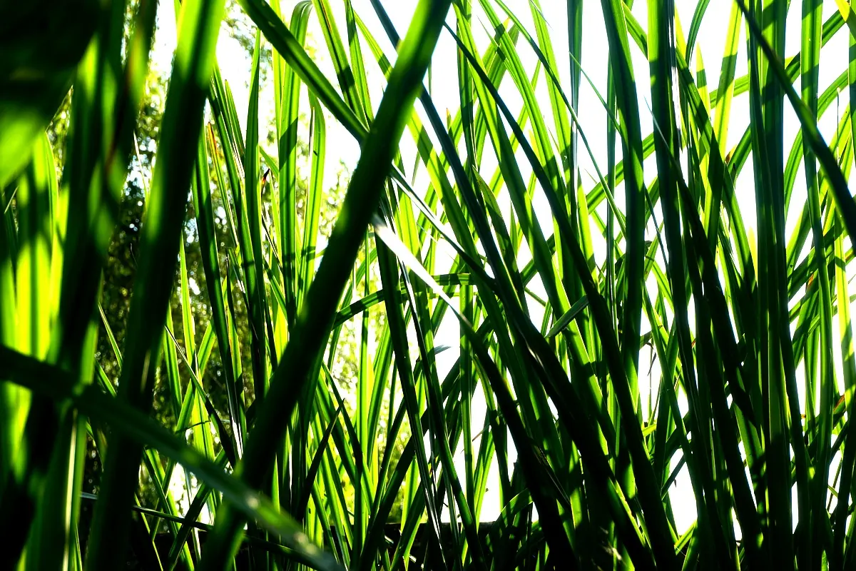 Perspectives futures du sirop de canne à Gros Morne