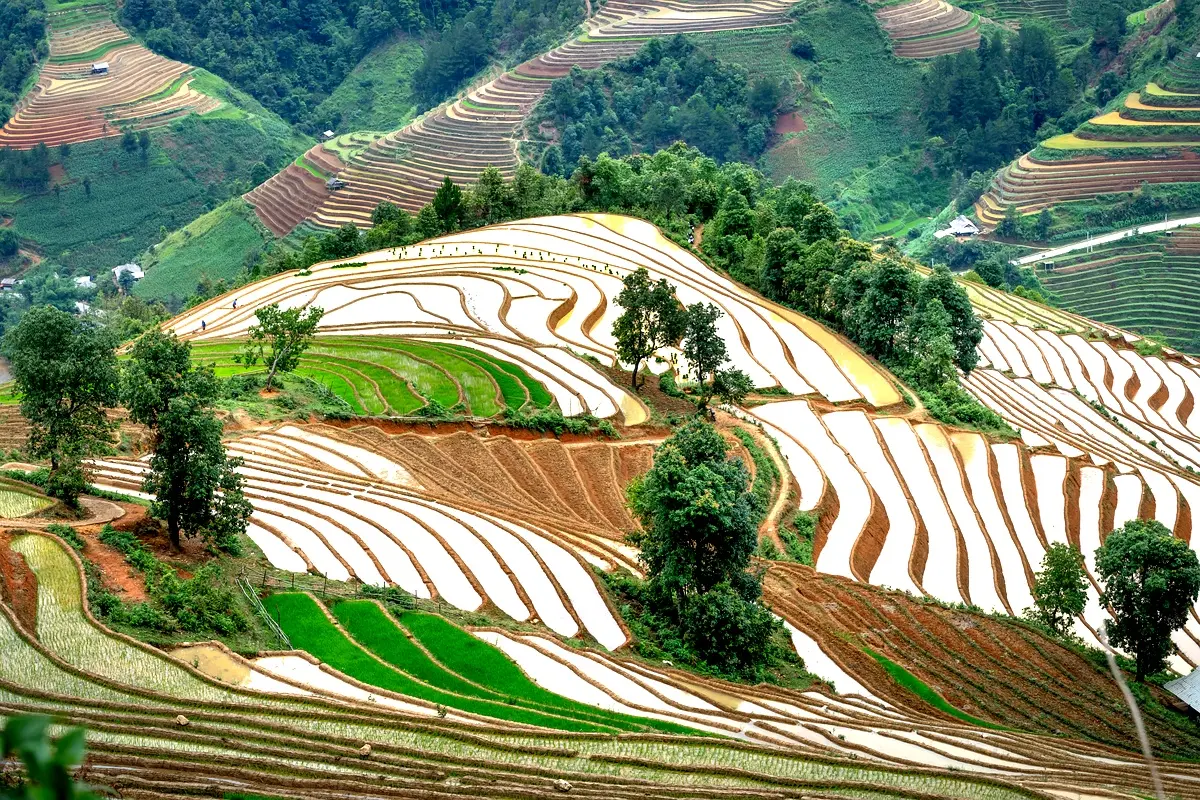 Perspectives futures en riziculture : étude du SRI et SRT