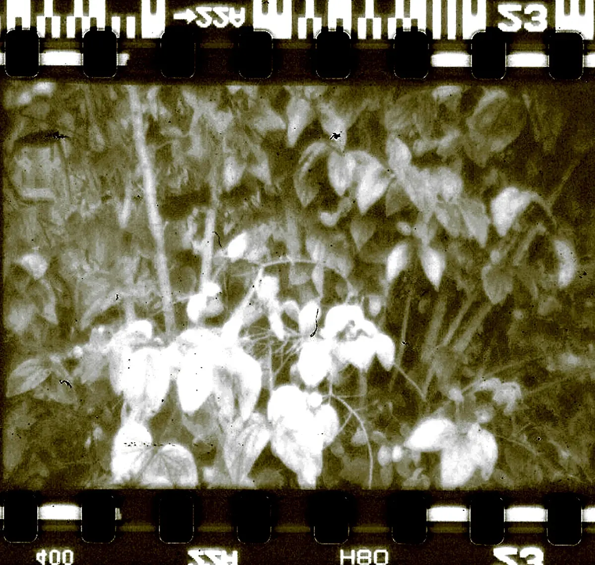 Défis et solutions en photographie documentaire en Haïti