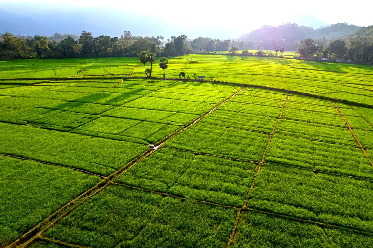 Défis et solutions en riziculture : étude SRT vs SRI