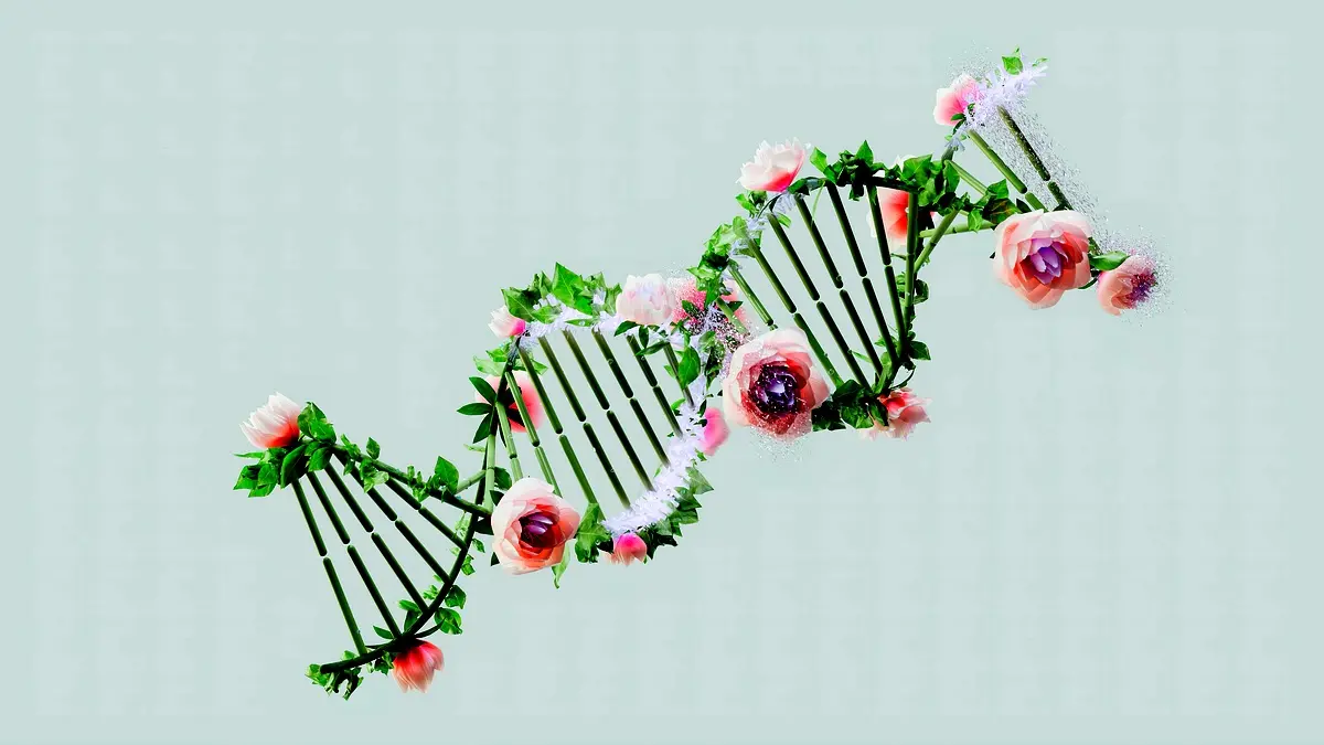 Efficacité de Pistia stratiotes pour le traitement des eaux usées