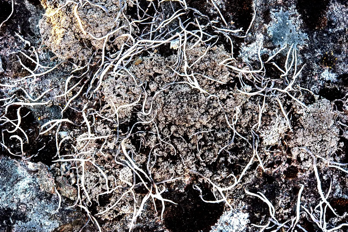 Cadre théorique de la phytoremédiation pour la dépollution