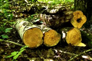 Méthodologie essentielle pour l'évaluation environnementale en Côte d'Ivoire