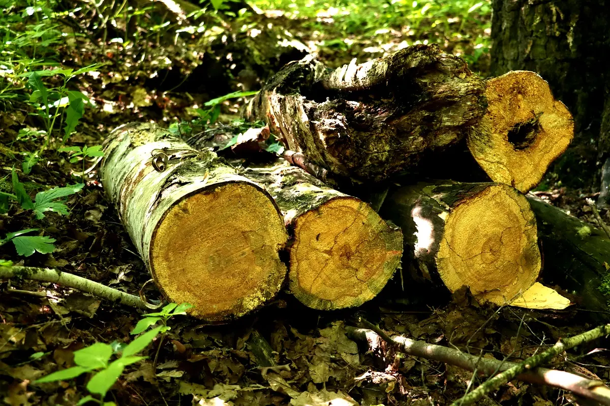 Méthodologie essentielle pour l'évaluation environnementale en Côte d'Ivoire