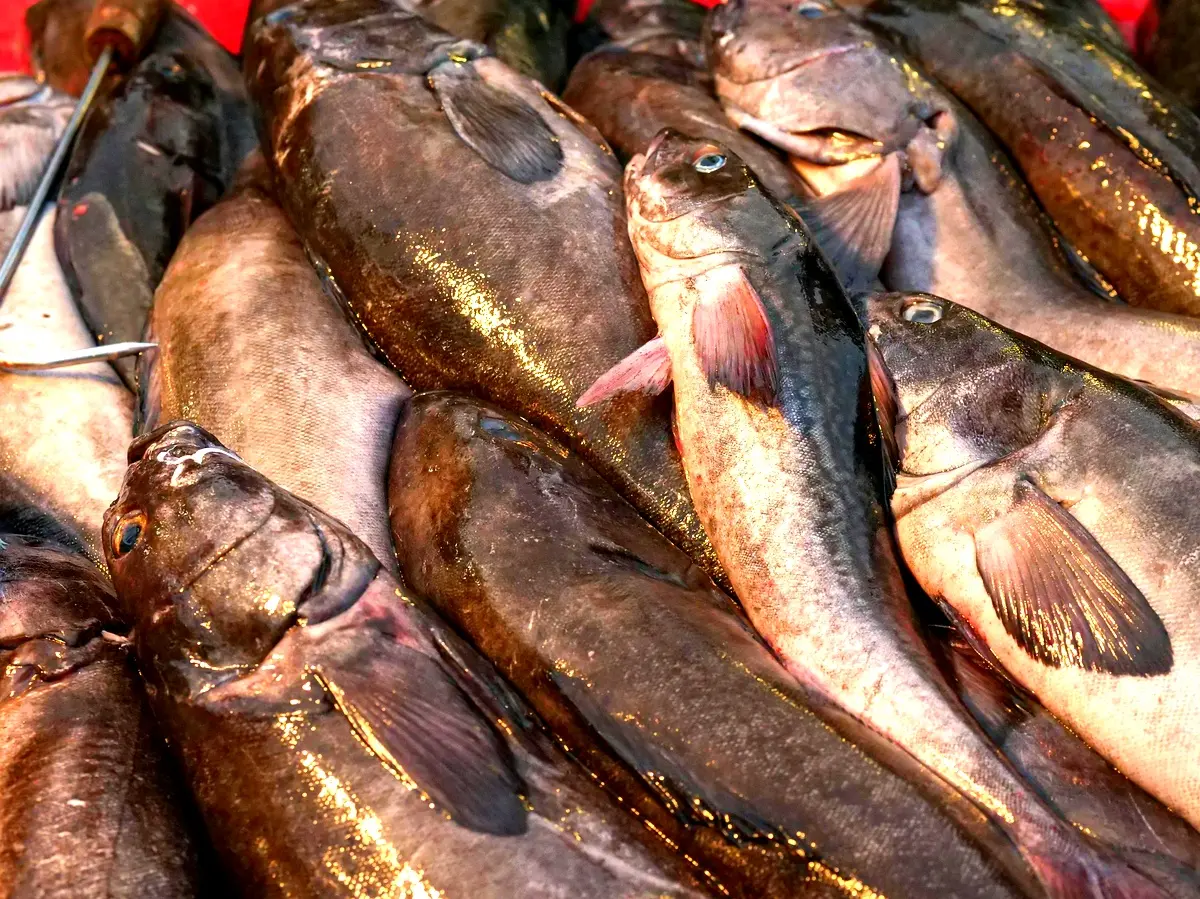 Méthodologie essentielle pour la commercialisation des poissons à Kinshasa