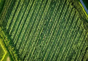 Méthodologie innovante pour l'application des engrais NPK et DAP