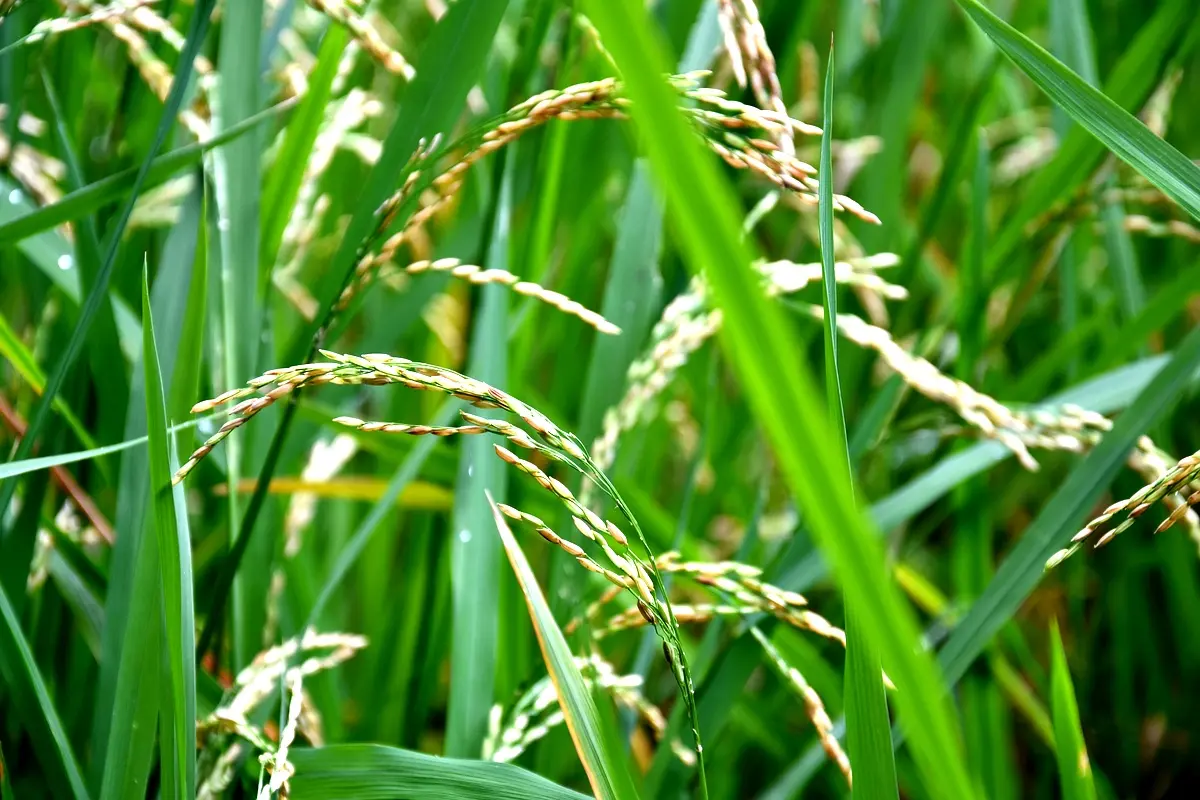 Méthodologie innovante pour comparer SRT et SRI