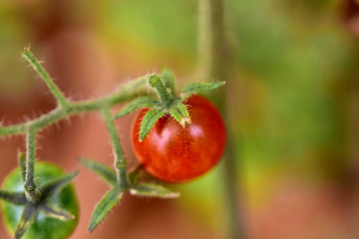 Méthodologie innovante pour étudier les maladies de la tomate