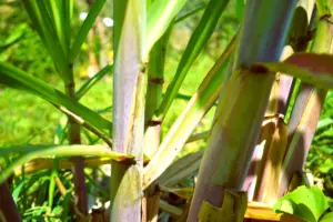 Méthodologie innovante pour la production de sirop de canne