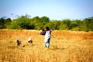 Méthodologie d'innovation foncière au Sud-Kivu : Analyse essentielle