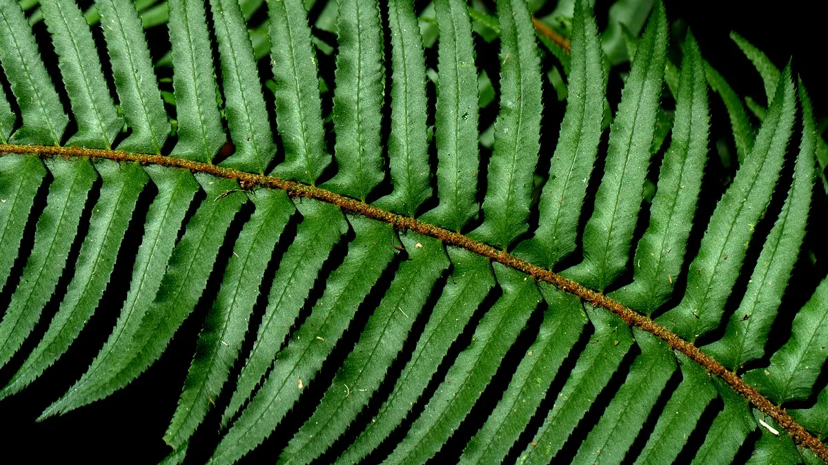 Perspectives futures de la création : une analyse essentielle