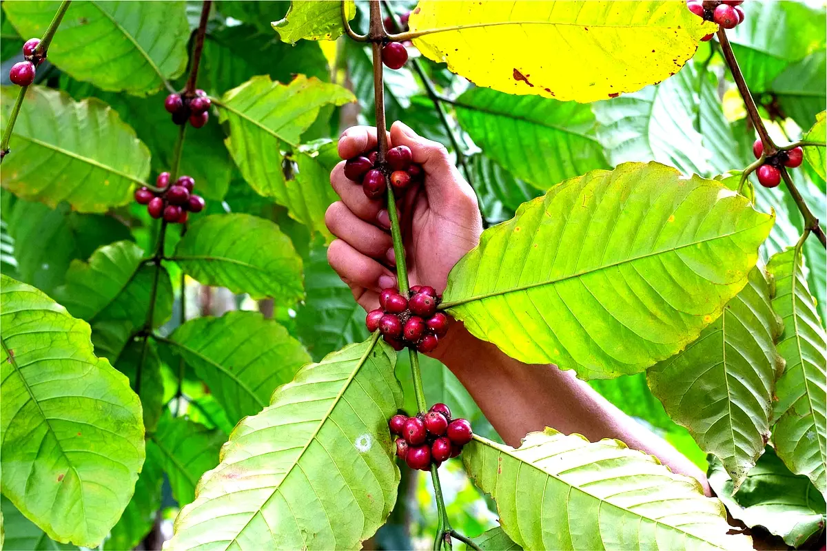 Diversité agroforestière à Katale : résultats essentiels de l'étude