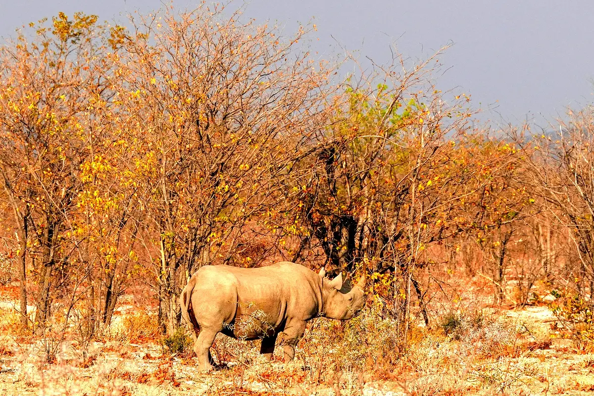 Findings on Poaching Impacts in Kahuzi-Biega National Park