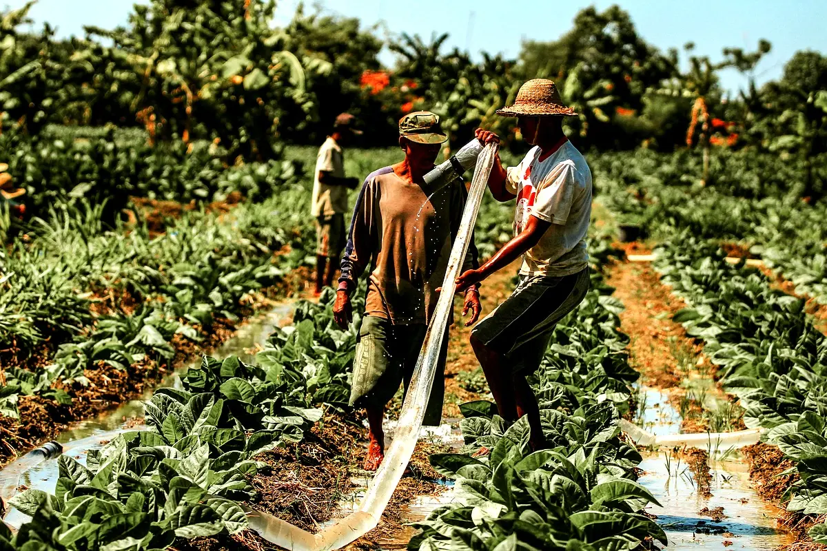 Gestion efficace de l'eau d'irrigation : résultats clés