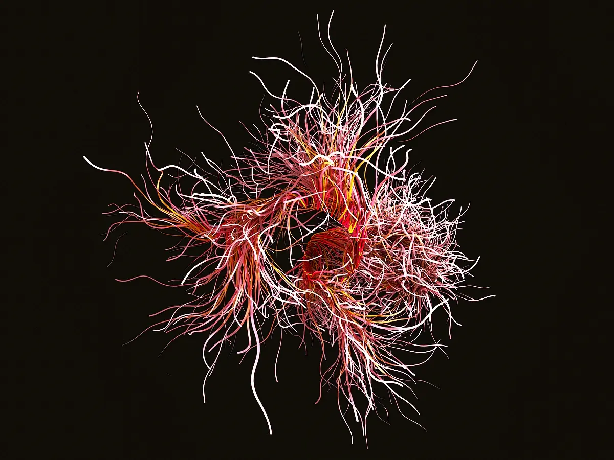 Impact du stress environnemental sur l'immunité