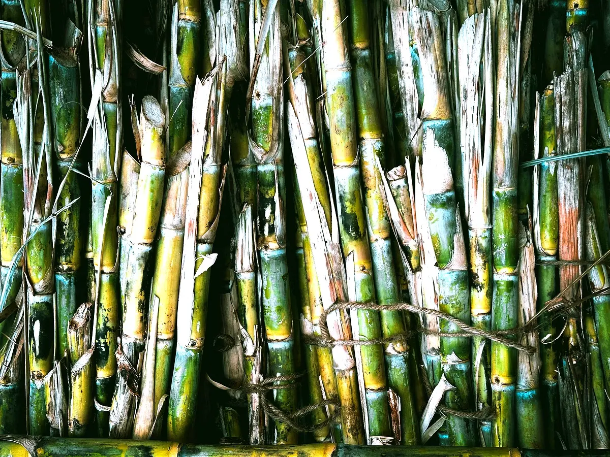 Performances du sirop de canne : Analyse des résultats