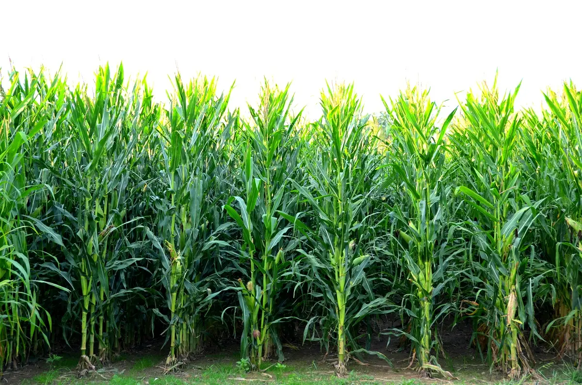 Rendement du maïs à Nyangezi : résultats essentiels de l'étude