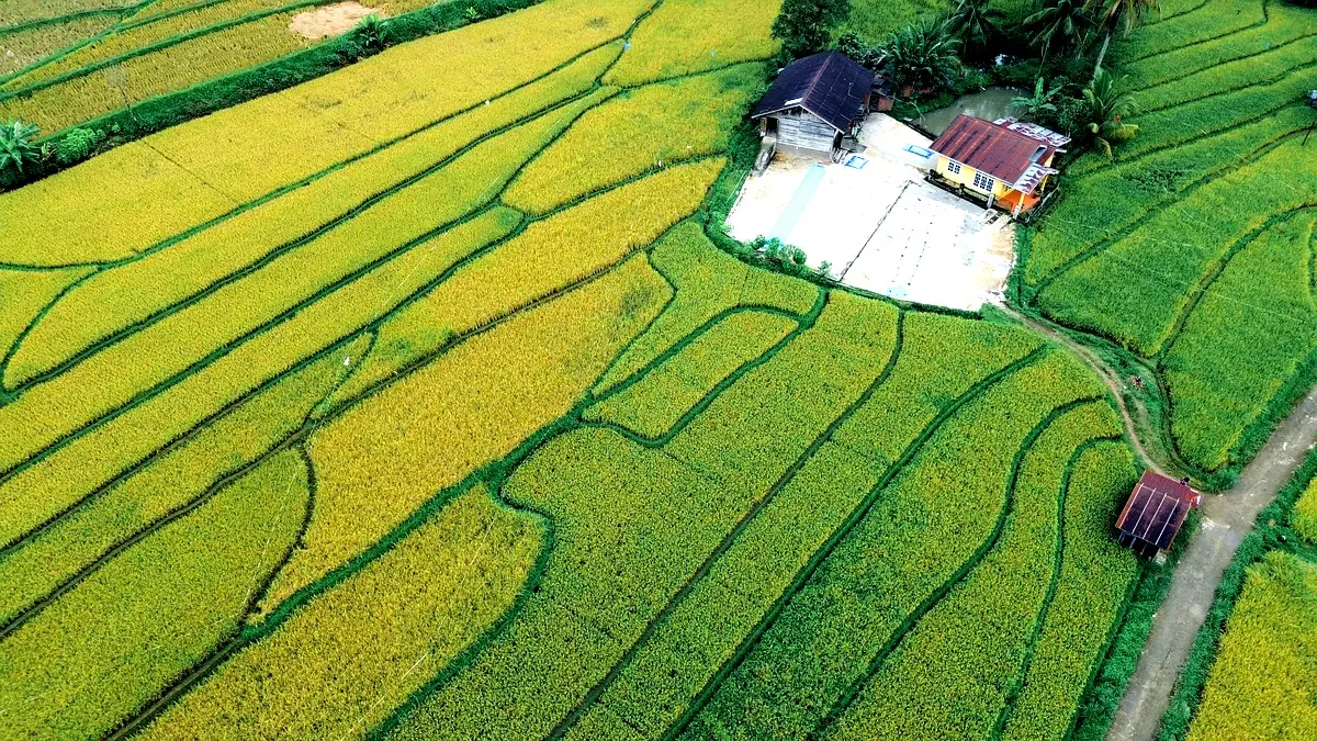 Rendement du riz TCS-10 : Analyse des systèmes SRT et SRI