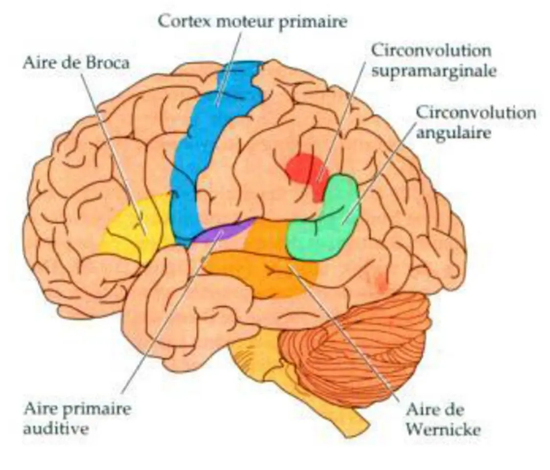 Résultats et découvertes sur l'intelligence artificielle