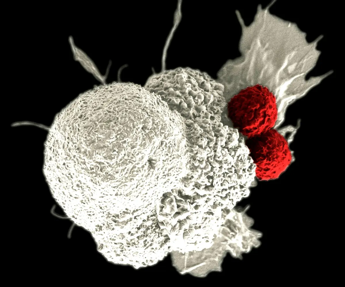 Thérapie ciblée en oncologie : résultats et implications