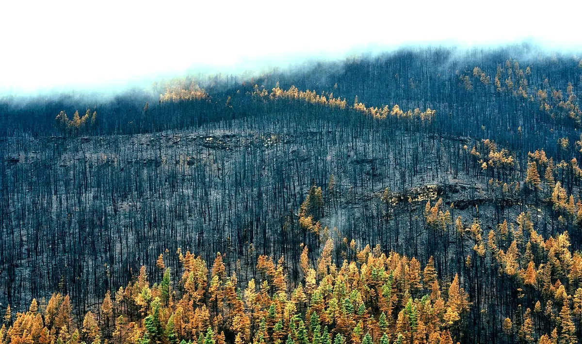 Cadre théorique de la régénération naturelle des essences