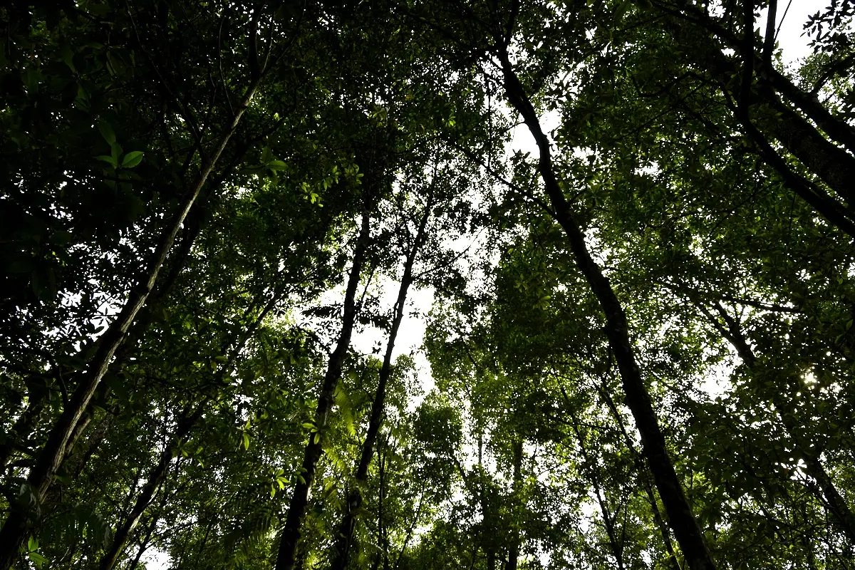 Cadre théorique essentiel pour la gestion forestière en Côte d'Ivoire