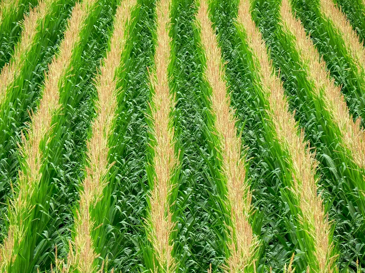 Cadre théorique : Impact des engrais sur le maïs