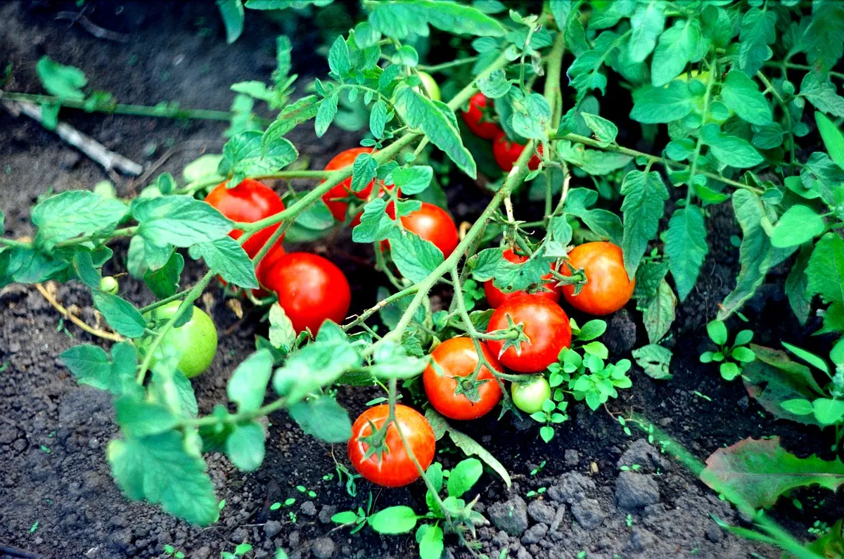 Exigences écologiques de la tomate : étude approfondie