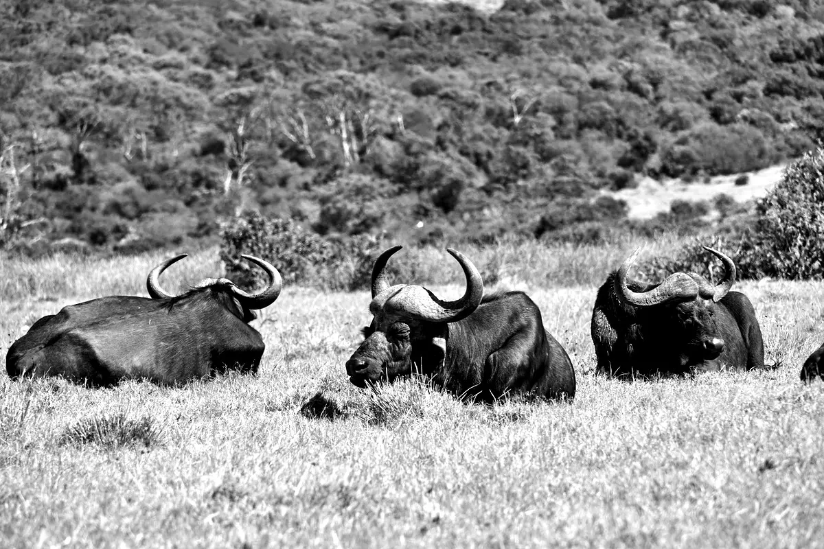 Theoretical Framework for Analyzing Poaching in KBNP (2014-2018)