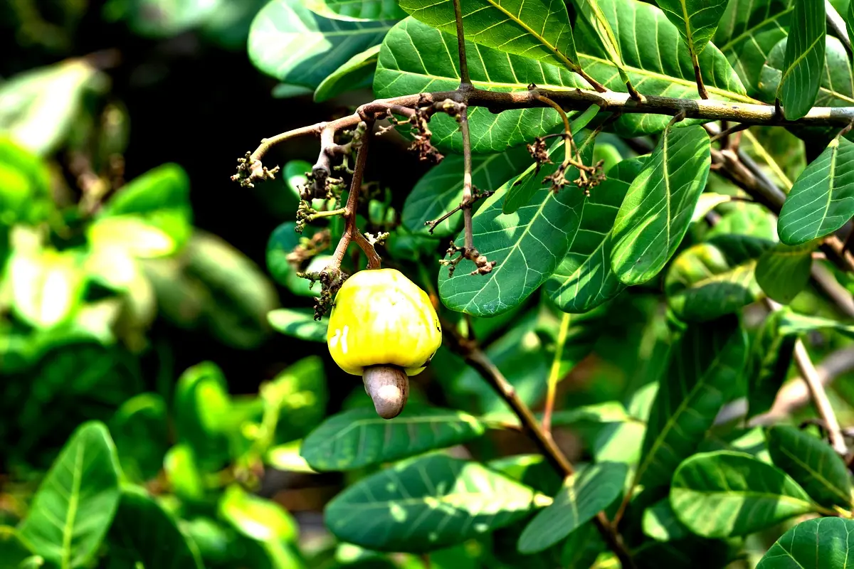 Applications pratiques des arbres dans les champs vivriers