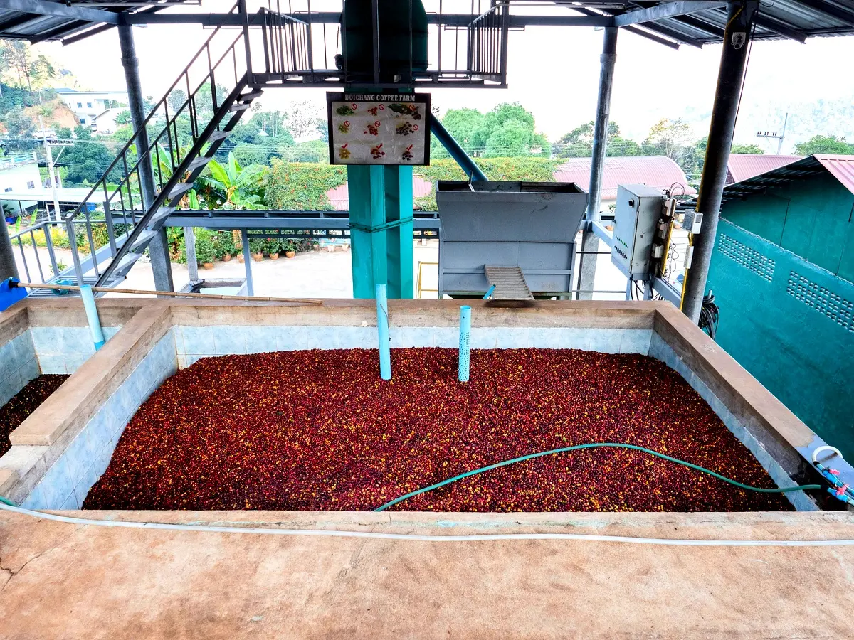 Applications pratiques du séchage du raphia hookeri