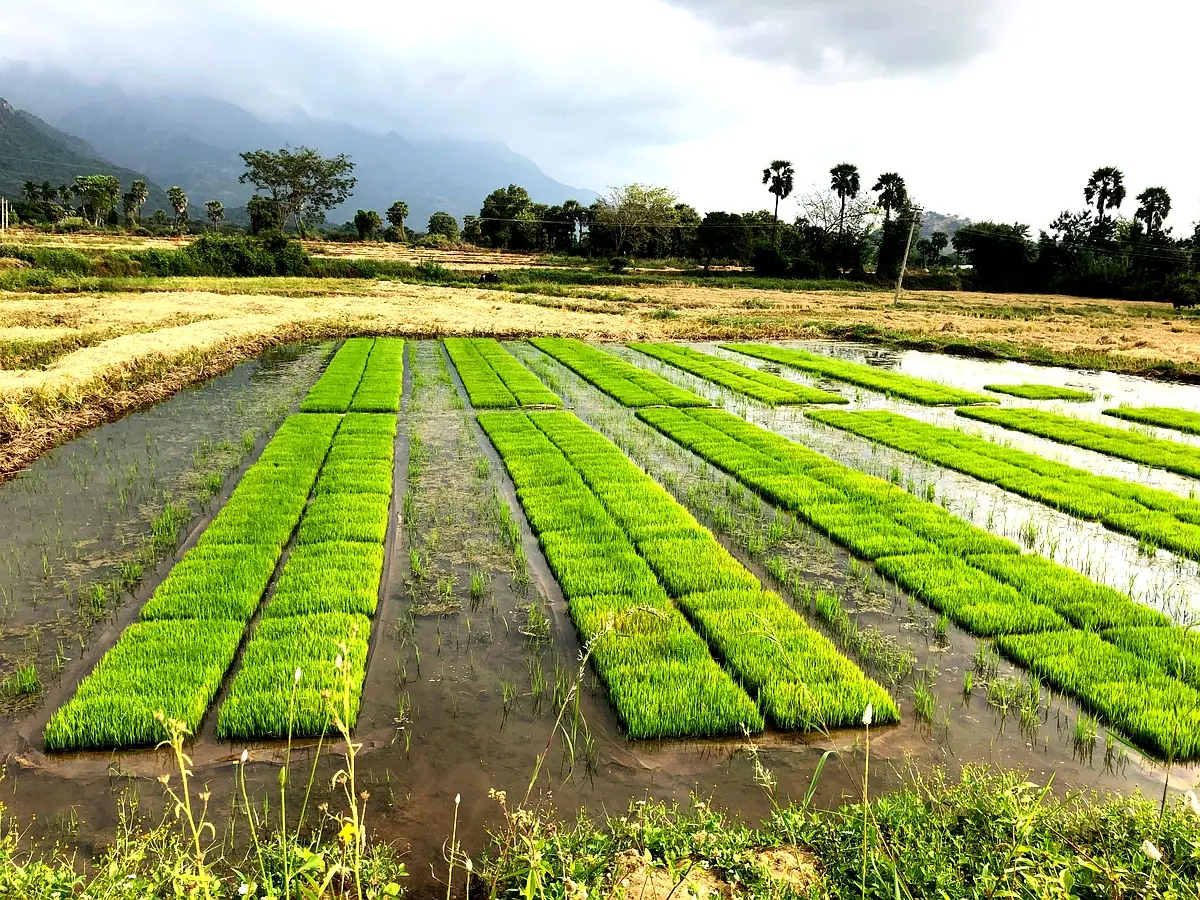 Applications pratiques du SRI en riziculture