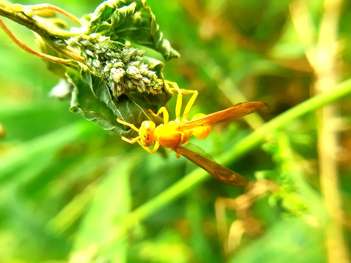 Practical Strategies for Conservation in Kahuzi-Biega National Park