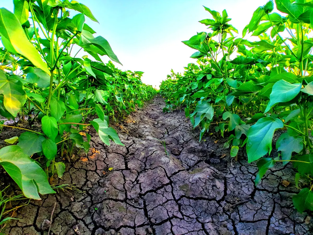 Stratégies d'adaptation climatique pour les riverains au Maroc