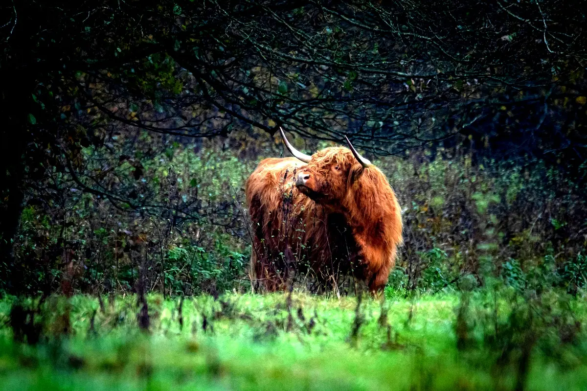 Analyse de cas : biodiversité des arbres à Katale
