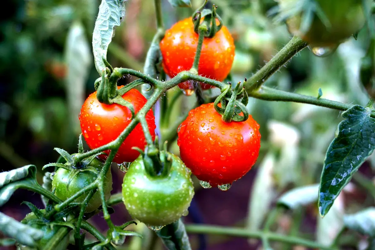 Analyse de cas : maladies de la tomate à Ebolowa