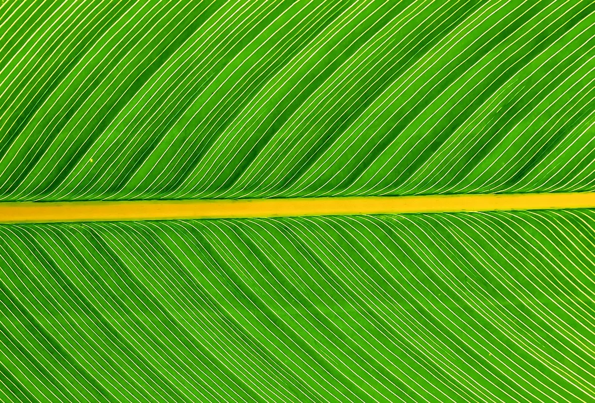 Analyse de cas : performances des ateliers de sirop de canne