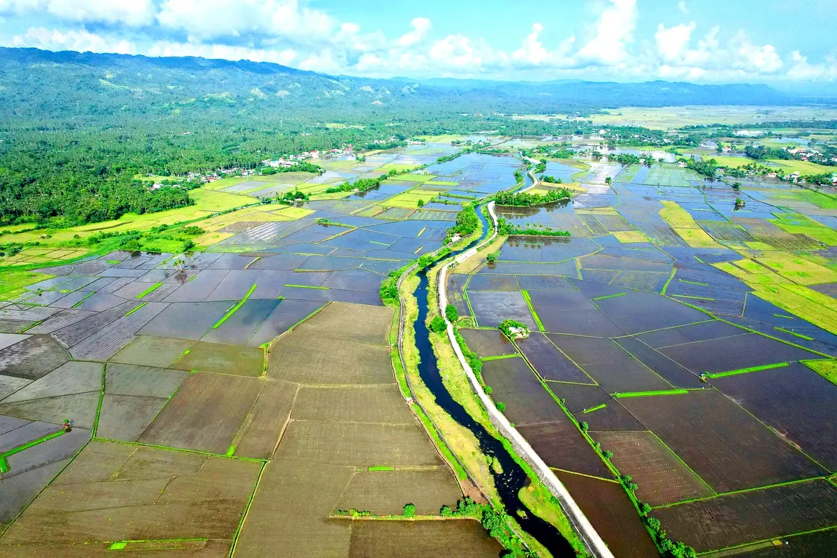 Analyse de cas : performances du riz TCS-10 en SRT et SRI