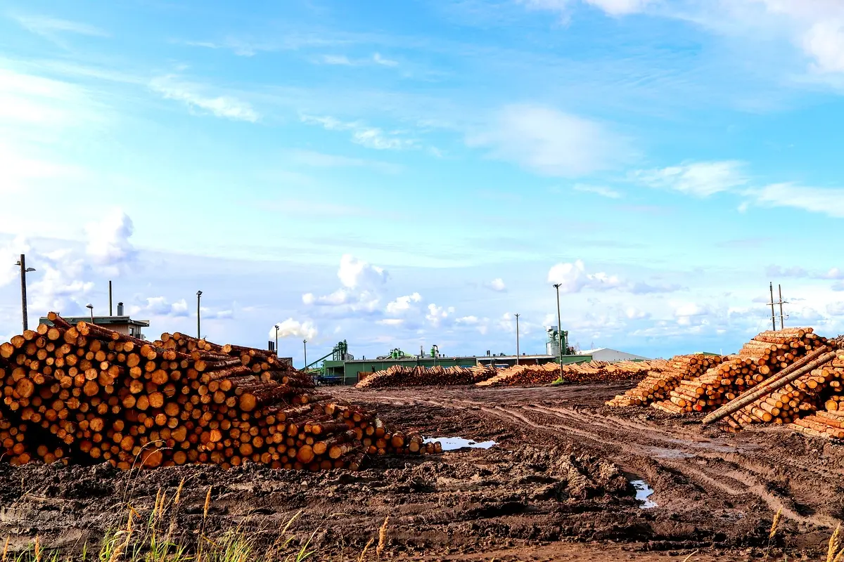 Étude de cas : approvisionnement en bois à Abidjan