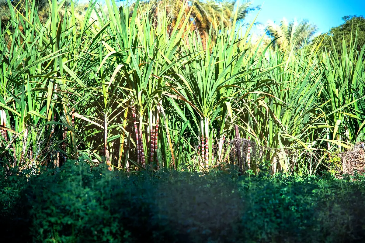 Analyse comparative des ateliers de sirop à Gros Morne