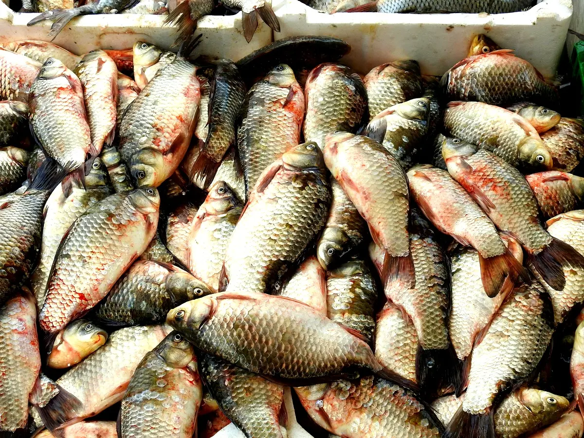 Analyse comparative des circuits de commercialisation des poissons