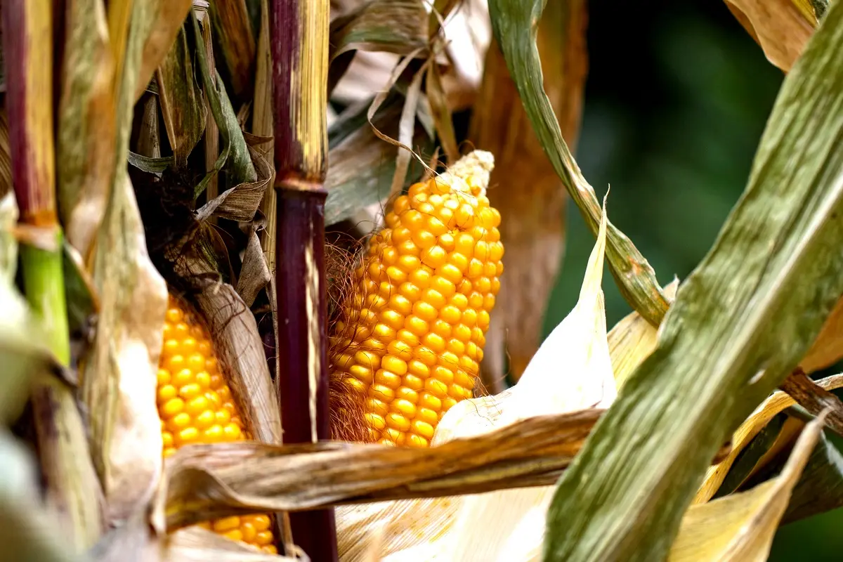 Analyse comparative des engrais NPK et DAP pour le maïs