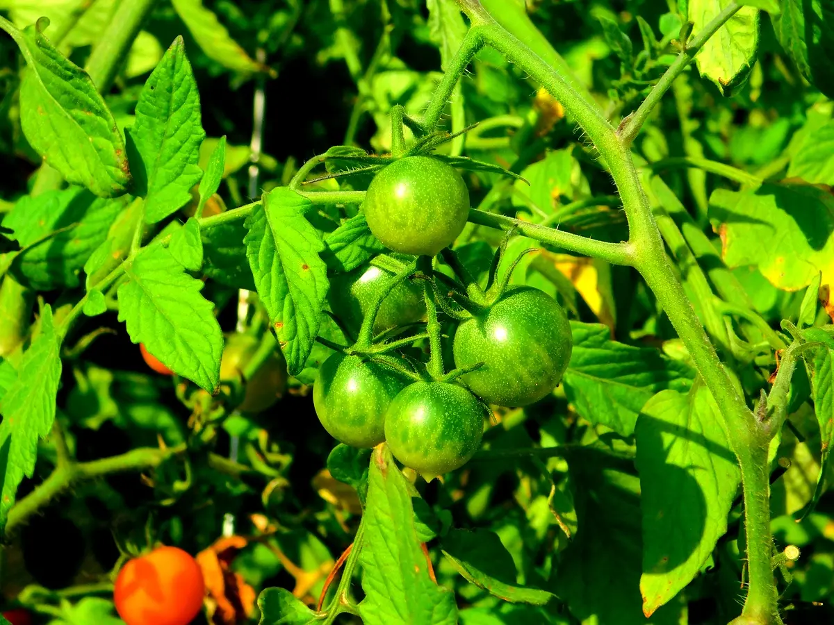 Analyse comparative des maladies de la tomate à Ebolowa