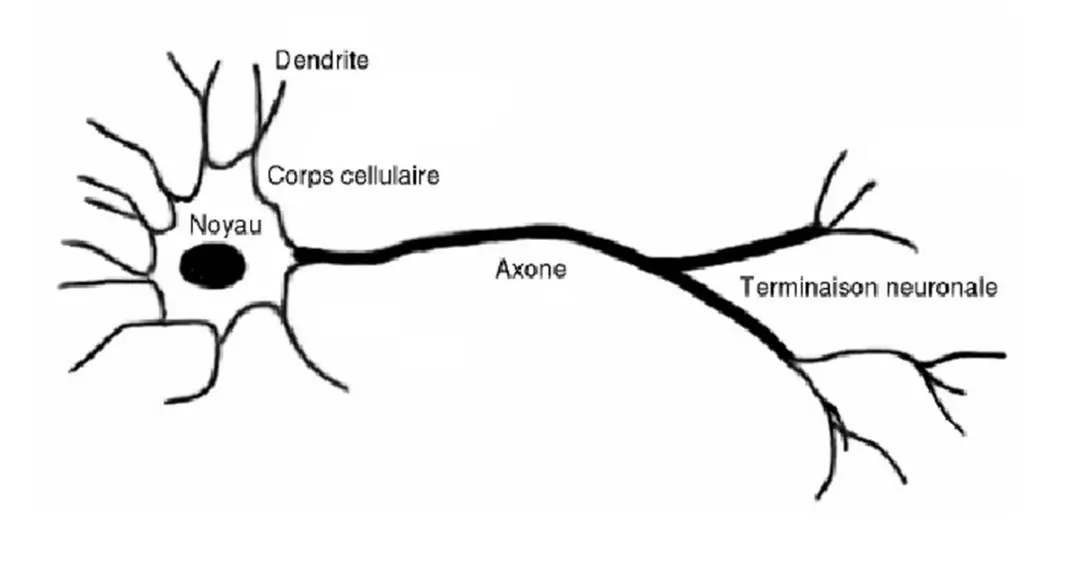 Image 8 - analyse-comparative-des-reseaux-neuronaux-enjeux-et-avancees