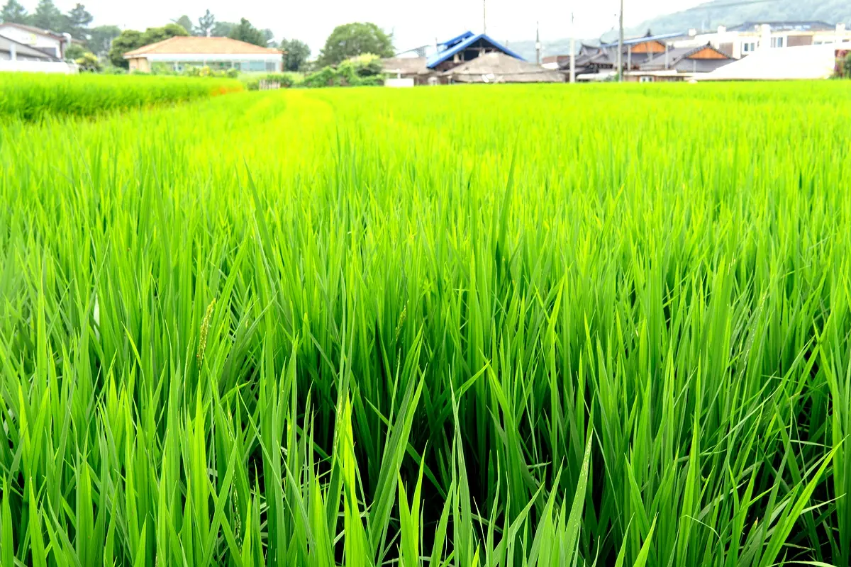 Analyse comparative des systèmes de riz : SRT vs SRI