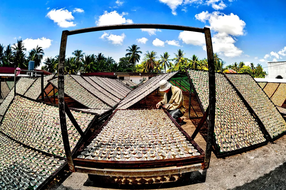 Analyse comparative du séchage du rachis du palmier raphia