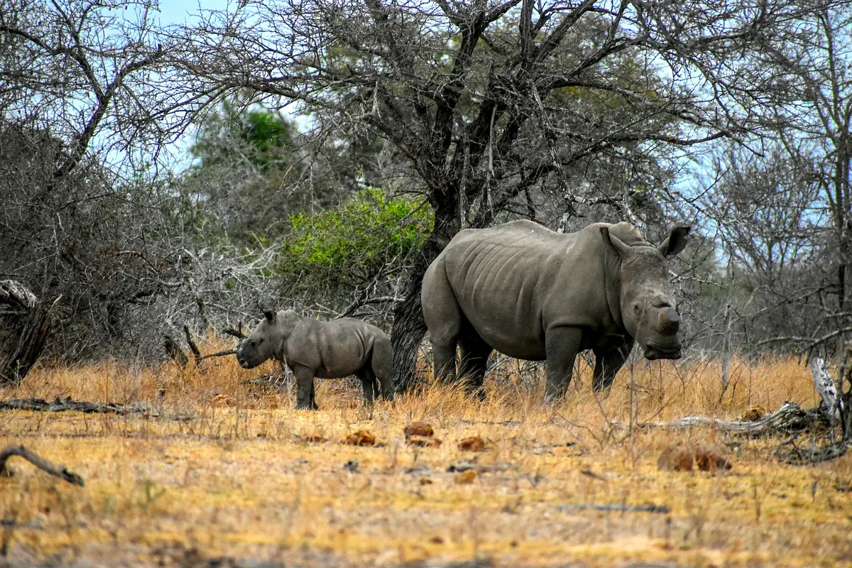 Comparative Analysis of Poaching in Kahuzi-Biega National Park