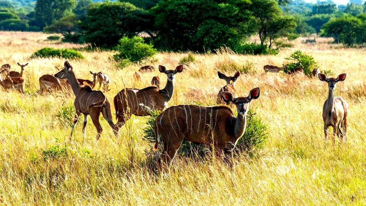 Implementation Strategies for Conservation in KBNP (2014-2018)