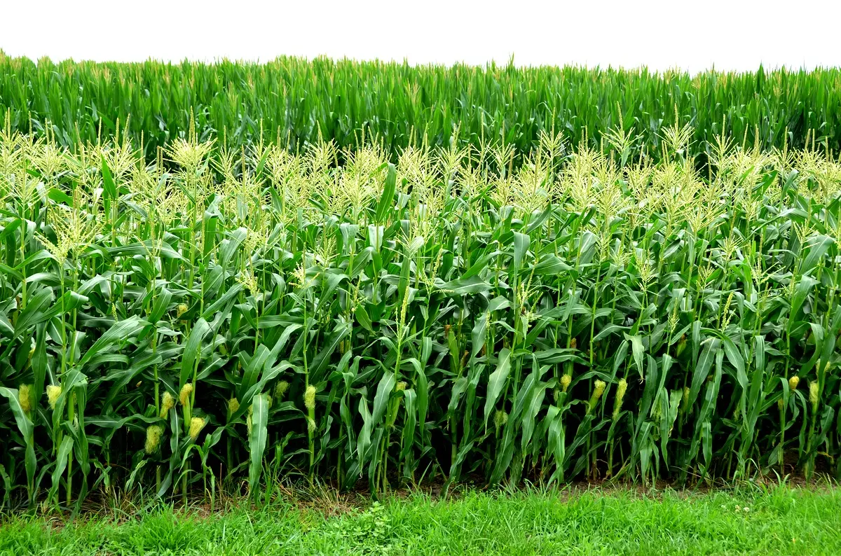 Stratégies d'implémentation des engrais pour le maïs