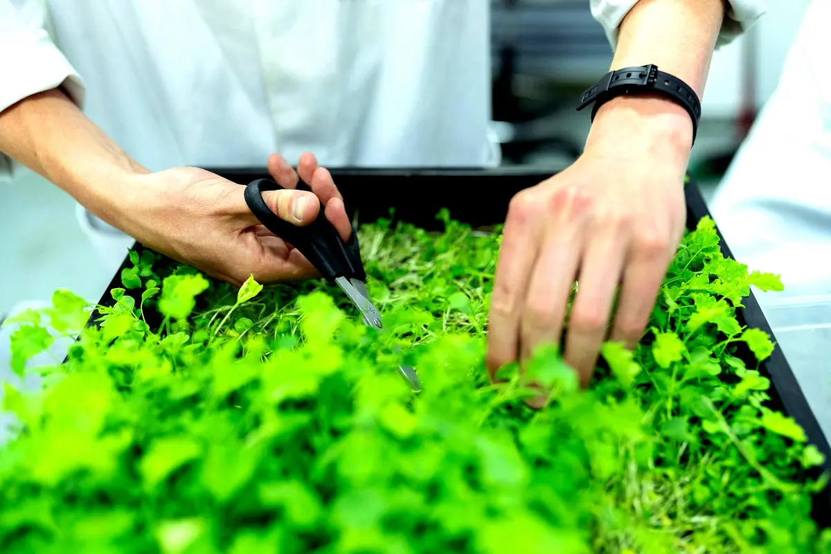 Stratégies d'implémentation pour les variétés de pomme de terre au Sud-Cameroun